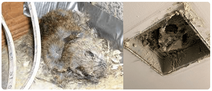 The Best Dead Rodent Cleaners For Your Air Duct