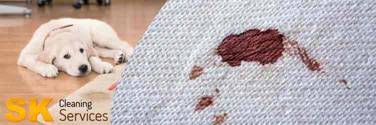 Carpet Blood Stain Removal