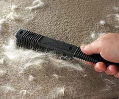 Pet Hair Removal from carpet